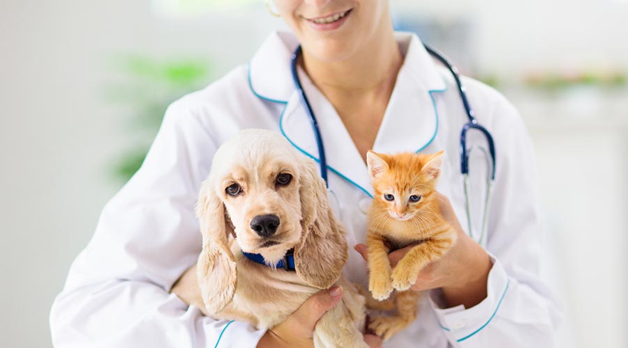 10 important reasons why and how to take care of your pets