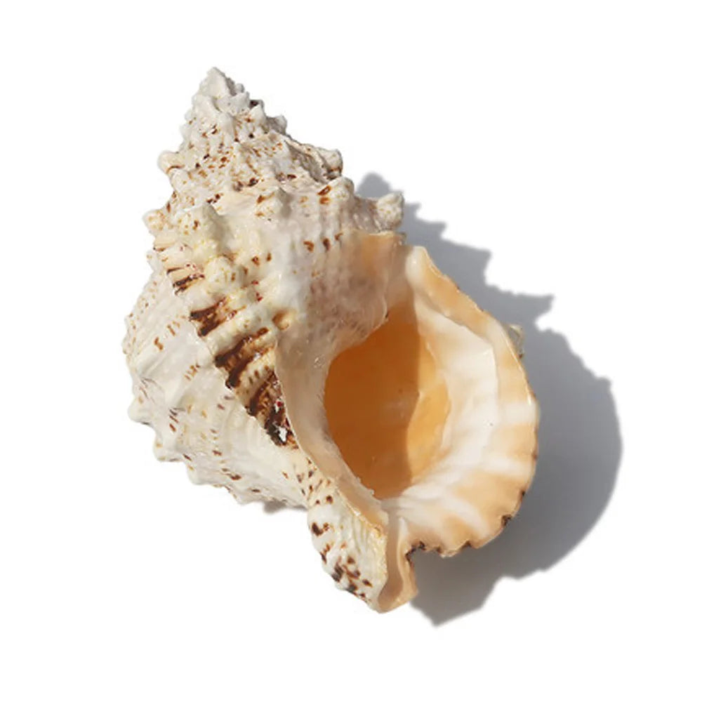1pcs big size natural Conch sea shell