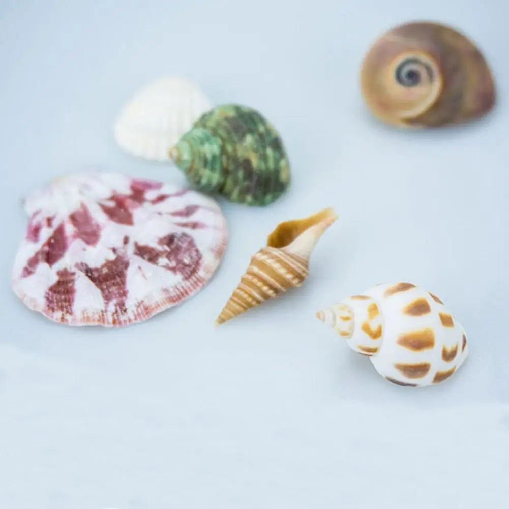 100g Natural and diverse shells
